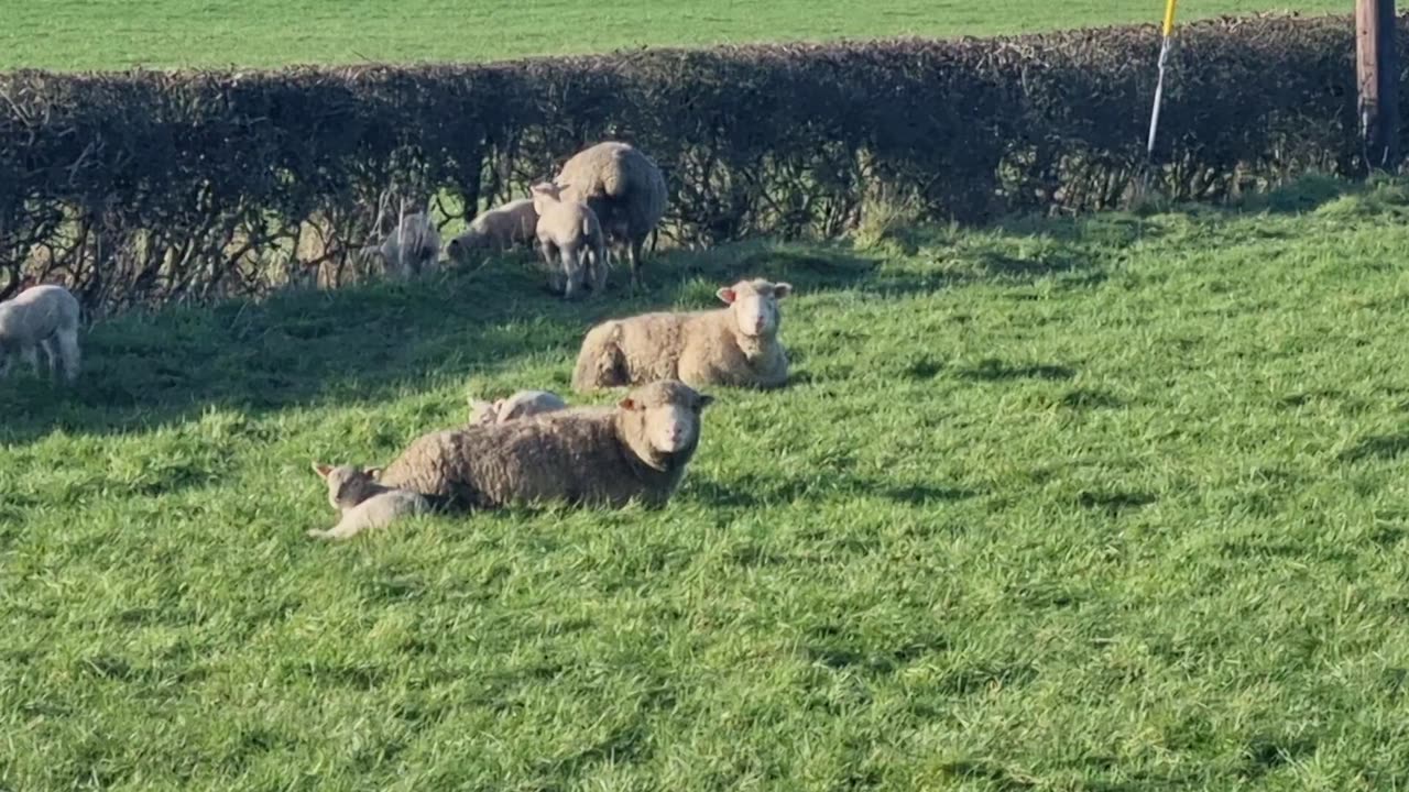 Some NIce Lambs And Sheep On A Field - On A Farm In Wales.