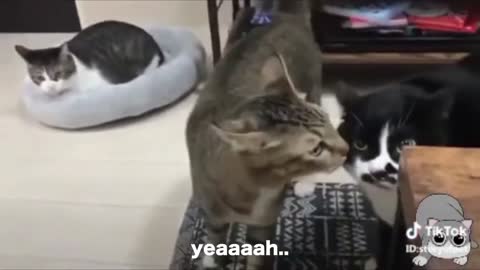 Cats talking !! these cats can speak english better than hooman so epic!!!!