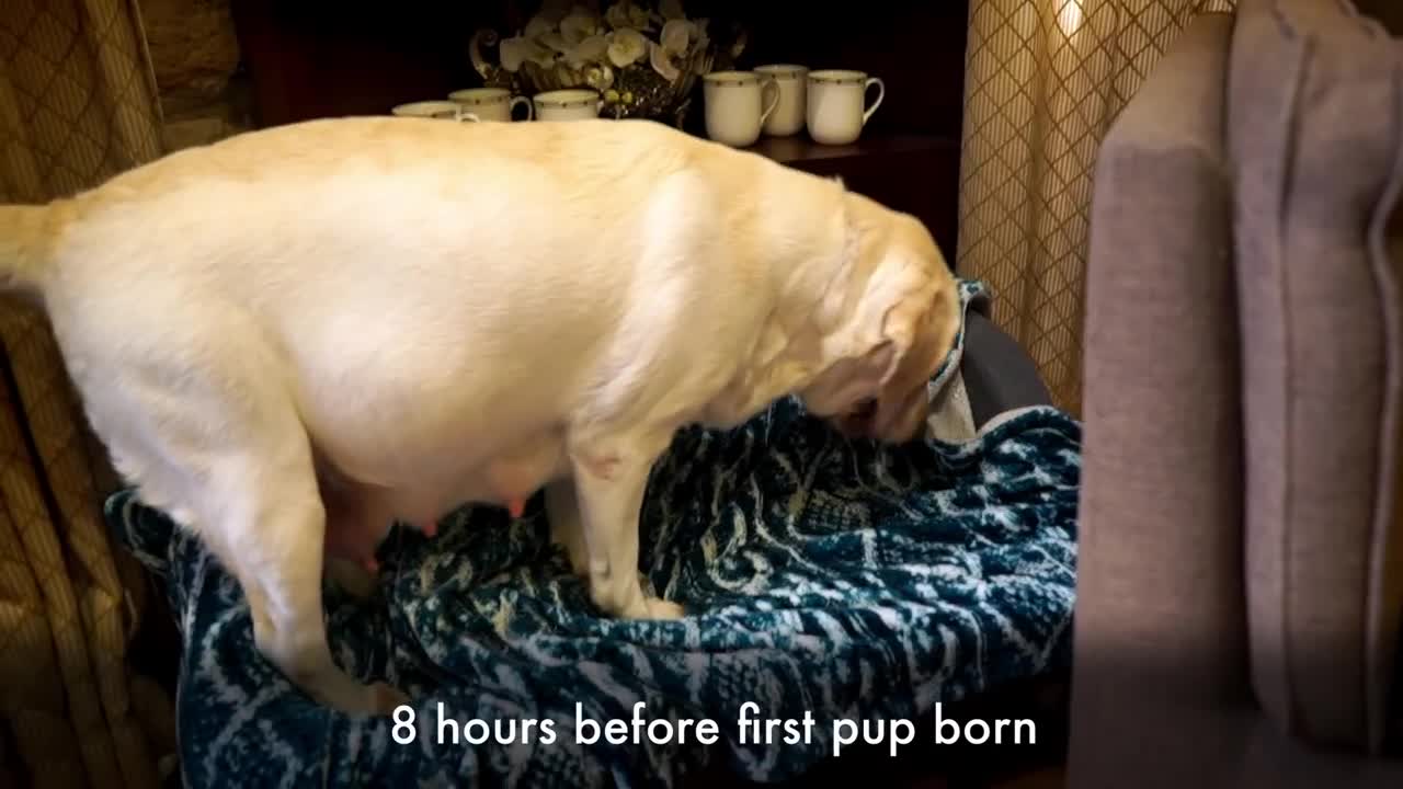 Labrador Puppies Growing Up Diary