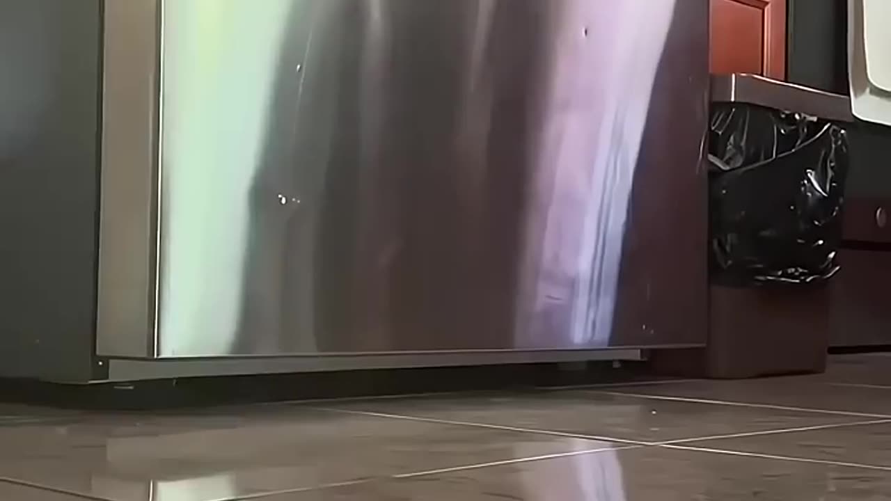 meow meow