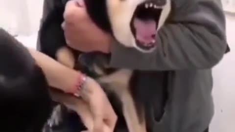 Dog Take Injection ,Dog loud voice just like a human sound,most funny.