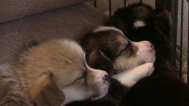 Three Puppy Corgi Sleeping