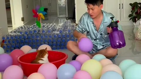 Cute Cats & Funny Cats 😍😍😅😅 #cats #reels #shorts #viral #pets #mmvcats