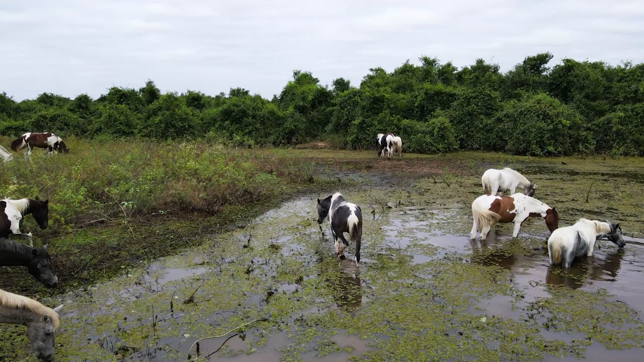 Les chevaux