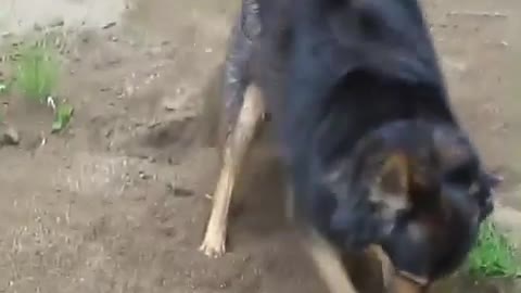 dog is having fun beautiful video