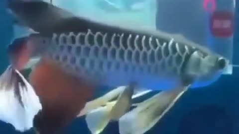 This is a beautiful and charming water-dwelling species