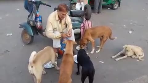 Kind Hearted Man feeding dogs Part 02