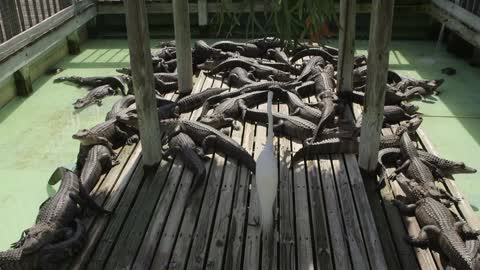 Bird Surrounded By Hundreds of Alligators