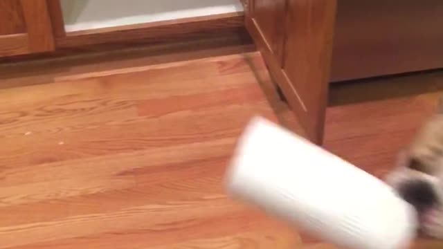 Brown dog pulling paper towels from under sink