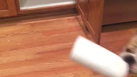 Brown dog pulling paper towels from under sink