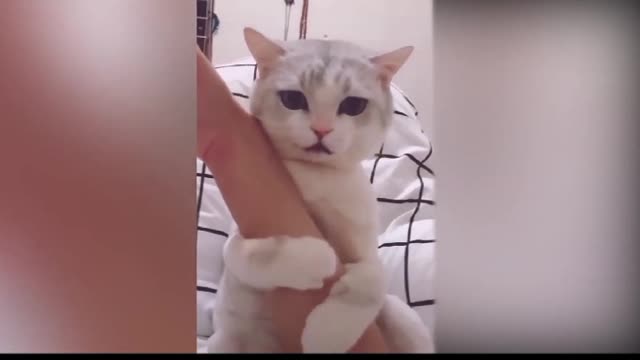 cute CATS latest funny video