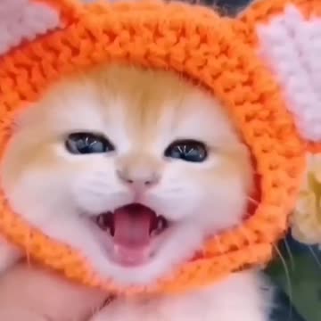 le Baby Cat Meowing Loudly 🐈 What A Beautiful Sound 🙏 #shorts