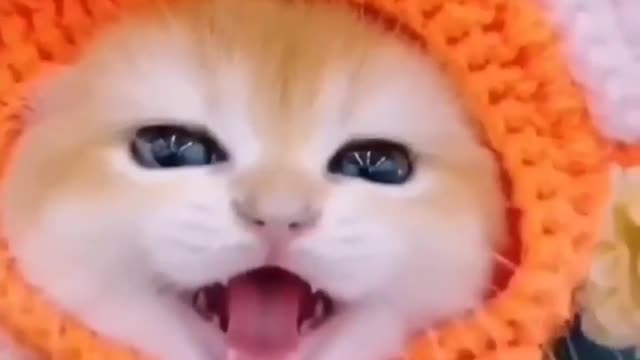 le Baby Cat Meowing Loudly 🐈 What A Beautiful Sound 🙏 #shorts