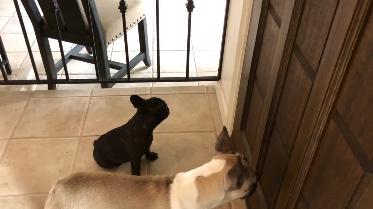 French Bulldog Puppy Excited When Daddy Gets Home