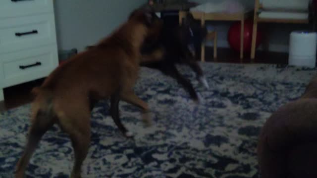 Two boxer dogs play fighting