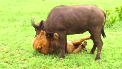 EXTREMLY RARE .... fearless lion attacks buffalo herd, ALONE ONE