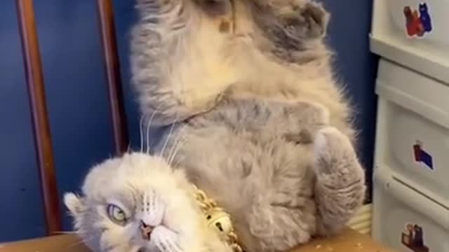 Funniest Cats 😹 - Don't try to hold back Laughter 😂 - Funny Cats Life