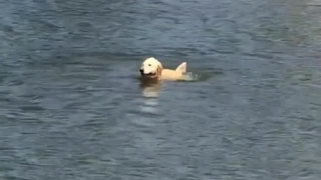 Animal Fanny video ??