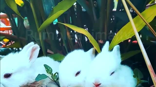 Cute Rabbits Eating Vegetable It's Amazing Video