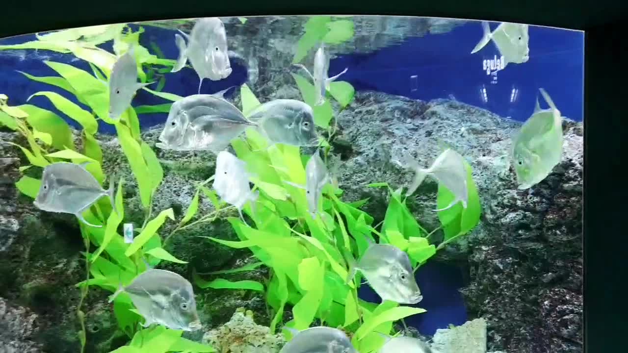 Silver fish swimming