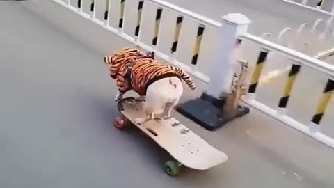 cats ride