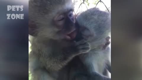 funny cats