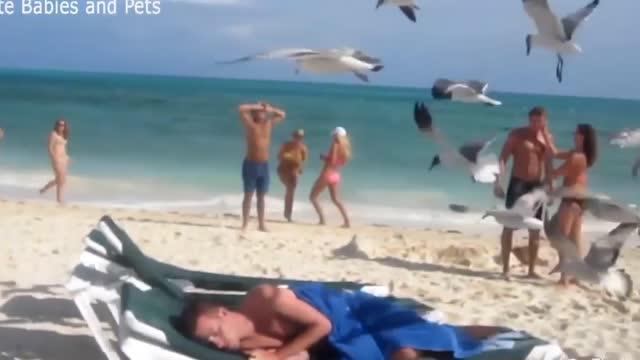 Clueless guy, sleeping beauty with all the birds flying all over him