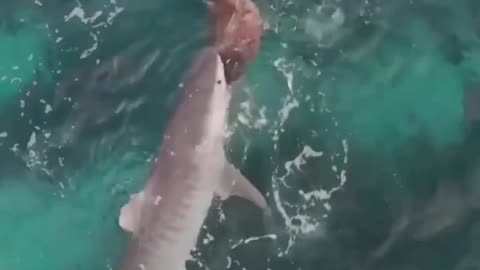 shark attack turtle