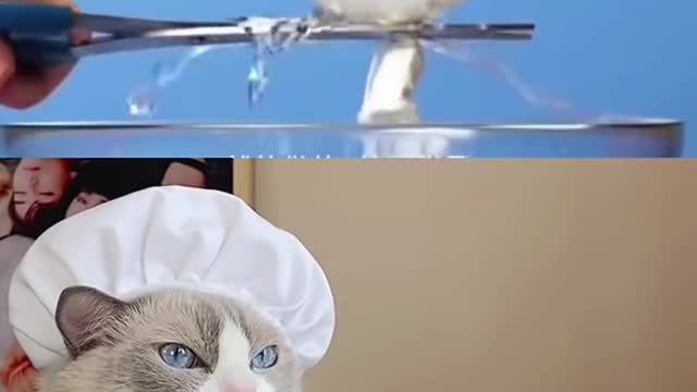 Cat making food