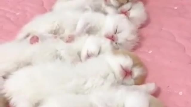 When Have One Bed🤓cute funny Animals,