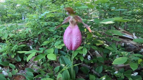 Pink Lady's Slipper