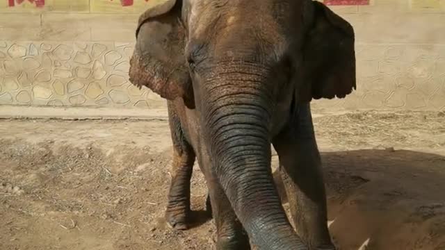 Cute elephant playing in the dirt