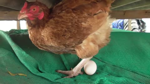 Hen Leying an Egg Video from Chicken