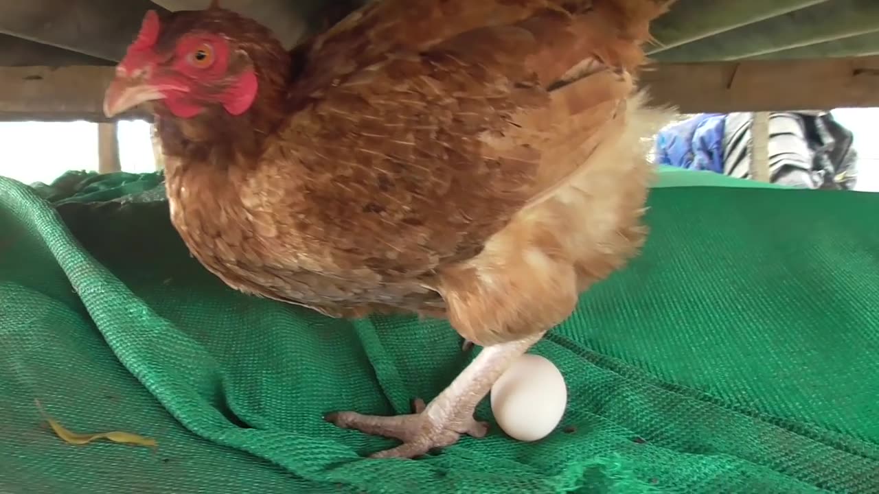 Hen Leying an Egg Video from Chicken