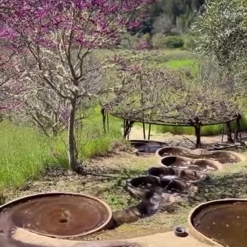 Naturally energising water