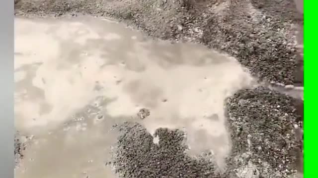 Live to understand better than people! # cute pet # Gouzi # gratitude in return