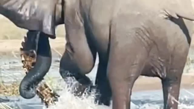 Elephant is killing The Crocodile | Elephant vs Crocodile Fight.