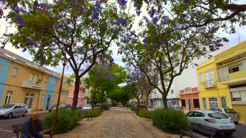 Loule Avinida Walk Under The Jacaranda Trees