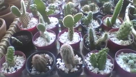 Uma mesa cheia de mini cactos em pequenos vasos na floricultura, que beleza! [Nature & Animals]