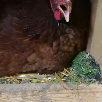 I call this one b*tch