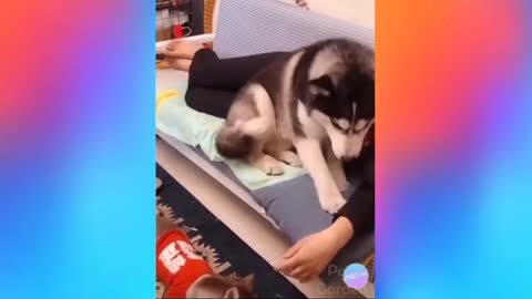 Try Not to Laugh - Puppies Edition #63