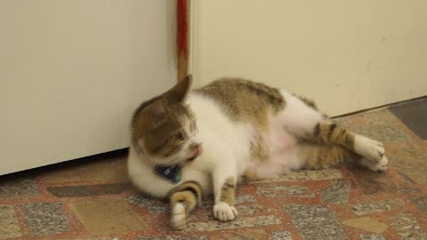 A cat playing with a string