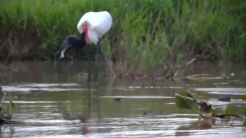 bird tuiuiu from brazil's pantanal