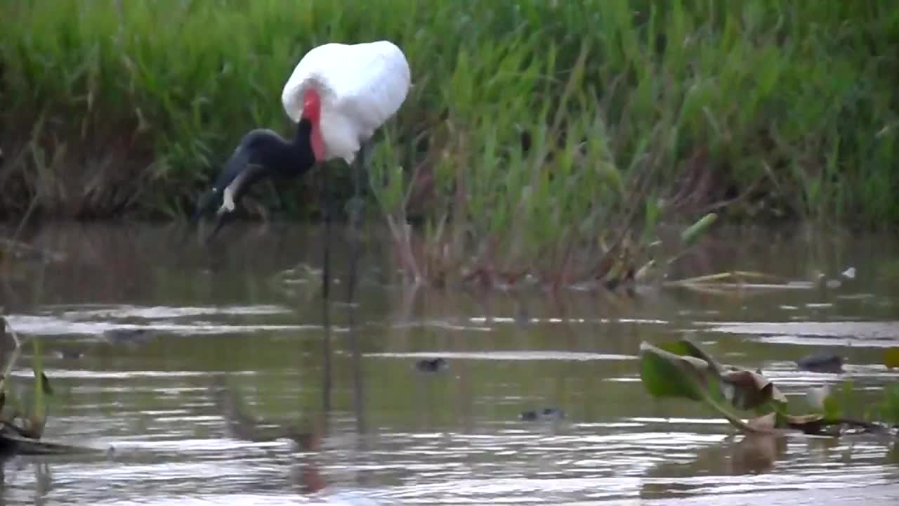 bird tuiuiu from brazil's pantanal