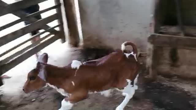 calf playing