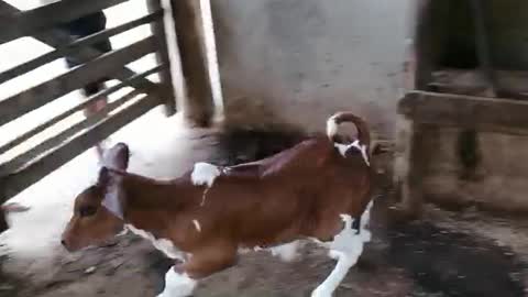 calf playing