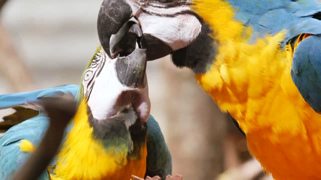 Parrot Lover Beautiful Birds