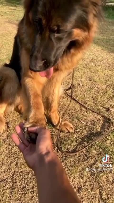 DOGS Do SPEAK BUT ONLY TO THOSE WHO KNOWS HOW TO LISTEN ❤️🐕🤞