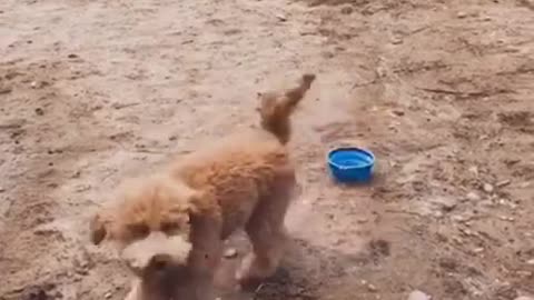 FUNNY DOGS - CUTE DOG - #shorts