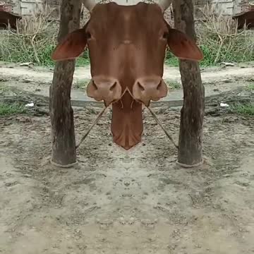 .cow reverse magic video viral hog animal #shorts #viral #trending